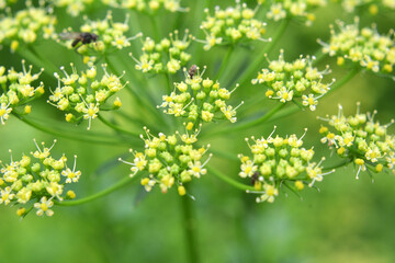 In the garden blooms parsley