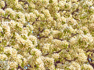 Blooming pear in the garden.