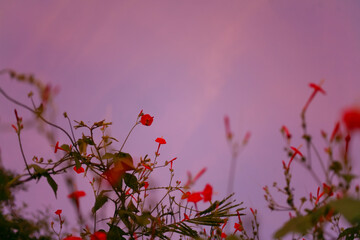 flowers in the sky