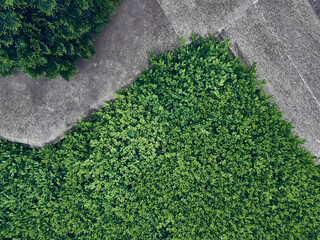 Top down look to paths between grass and bushes.