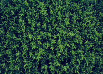 Background of dark green leaves.
