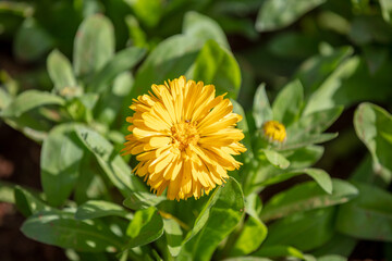 Marigold blooming, orange yellow color flower closeup
