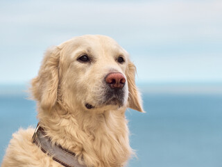 White golden labrador retriever dog on the beach