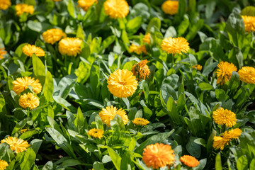 Marigold blooming floral background. Orange yellow color flowers