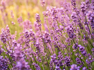 Soft focus on lavender flowers.