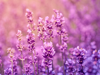 Obraz premium Soft focus on lavender flowers.
