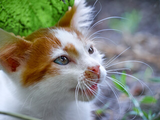 Kitten playing in the garden.