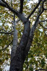 Plane tree bottom view, autumn. Green yellow leaves and cloudy sky