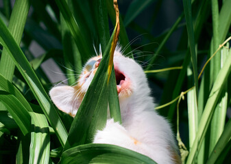 Kitten playing in the grass.
