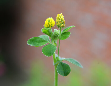 Hop alfalfa (Medicago lupulina) blooms in the meadow