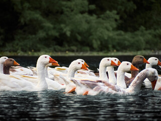 White geese in a river.