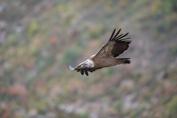 Vautour fauve Gyps fulvus en Provence