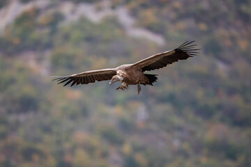 Vautour fauve Gyps fulvus en Provence