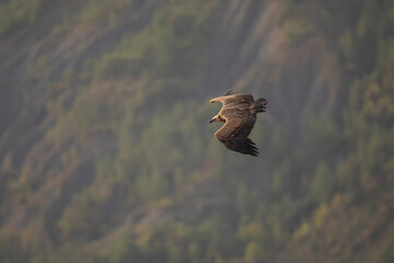 Vautour fauve Gyps fulvus en Provence