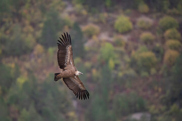 Vautour fauve Gyps fulvus en Provence