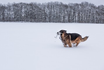 Deutscher Schäferhund am Laufen