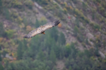 Vautour fauve Gyps fulvus en Provence