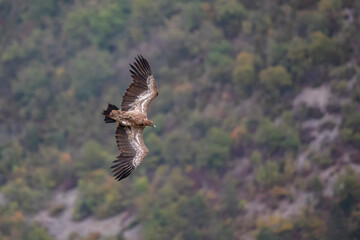 Vautour fauve Gyps fulvus en Provence