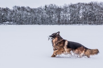 Deutscher Schäferhund im Schnee