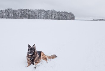 Schäferhund im Schnee
