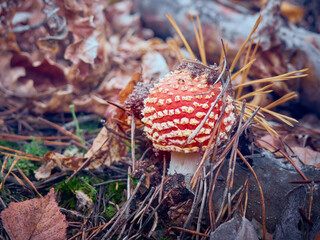Fly agaric in the autumn forest.