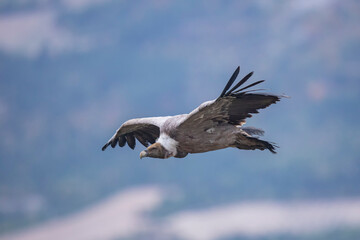 Vautour fauve Gyps fulvus en Provence