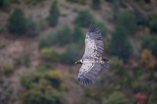 Vautour fauve Gyps fulvus en Provence