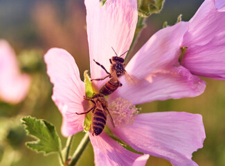 Wild flower Althaea officinalis in the meadow.