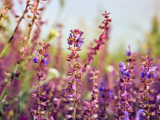 Fototapeta premium Purple sage flowers blooms in the summer meadow.