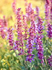 Purple sage flowers blooms in the summer meadow.