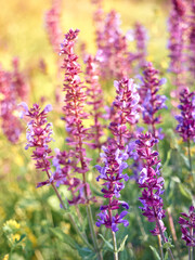 Obraz premium Purple sage flowers blooms in the summer meadow.