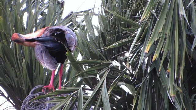 The buff-necked ibis (Theristicus caudatus), also known as the white-throated ibis, balance on a fishtail palm (Caryota urens) looking for food.