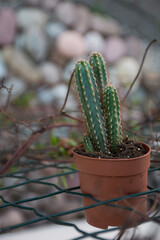 The cactus is hung in a fence.