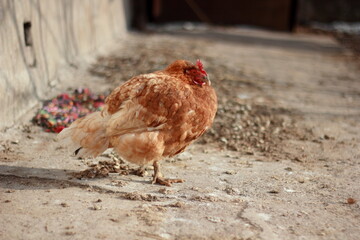 redhead chicken on the farm