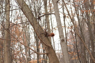 
A squirrel climbs a tree trunk in an autumn park