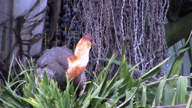 The buff-necked ibis (Theristicus caudatus), also known as the white-throated ibis, balance on a fishtail palm (Caryota urens) looking for food.