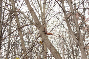 
A squirrel climbs a tree trunk in an autumn park
