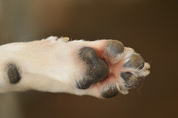 Sole of the foot of the Shiba Inu 