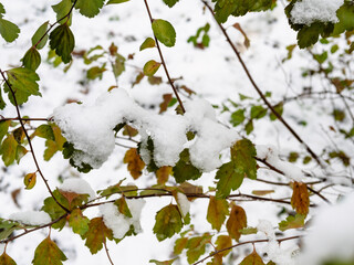 the first snow on green leaves in city park on cold autumn day (focus on snowdrift on twigs)