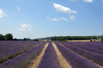 Fototapeta na wymiar Lavendelfeld auf dem Plateau du Sault