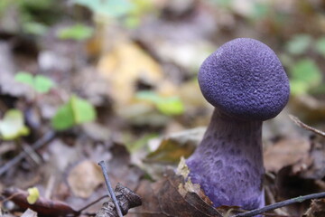 Cortinarius violaceus - a very beautiful edible mushroom of a rich purple color
