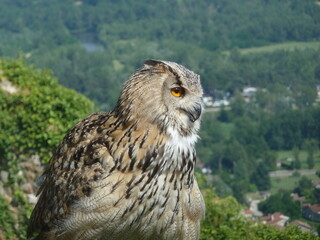 Hibou