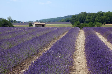 Naklejka na ściany i meble Lavendelfeld auf dem Plateau du Sault