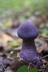 Cortinarius violaceus - a very beautiful edible mushroom of a rich purple color

