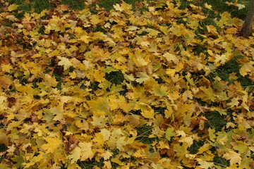 
Yellow maple leaves lie on the green grass. This is an autumn still life