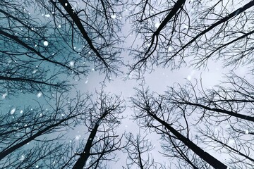 Obraz premium branches of a tree in winter