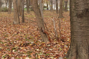 
A squirrel climbs a tree trunk in an autumn park