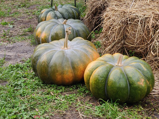 Ripe pumpkins on ground in autumn park