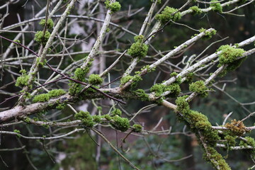 Moss and lichens grow on tree branches in the forest