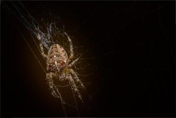 Cross spider on a dark background